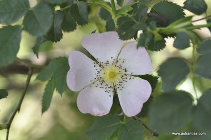 Rosa tomentella - Rosa obtusifolia - Flaum-Rose - Rosier à feuilles obtuses - Rosa a foglie ottuse - Wildrosen - Wildsträucher - Heckensträucher - Artenvielfalt - Ökologie - Biodiversität - Wildrose