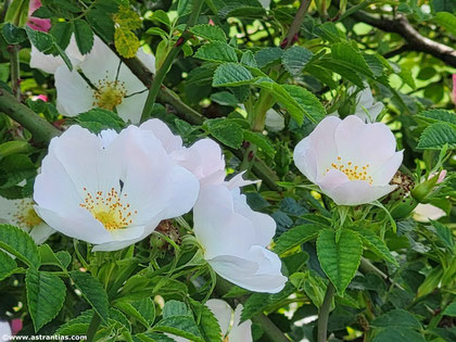 Rosa tomentella - Rosa obtusifolia - Flaum-Rose - Rosier à feuilles obtuses - Rosa a foglie ottuse - Wildrosen - Wildsträucher - Heckensträucher - Artenvielfalt - Ökologie - Biodiversität - Wildrose