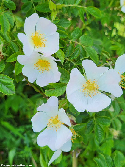 Rosa tomentella - Rosa obtusifolia - Flaum-Rose - Rosier à feuilles obtuses - Rosa a foglie ottuse - Wildrosen - Wildsträucher - Heckensträucher - Artenvielfalt - Ökologie - Biodiversität - Wildrose