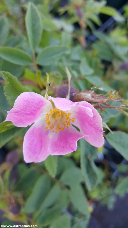 Rosa montana - Berg-Rose - Rosier des montagnes - Rosa montana - Wildrosen - Wildsträucher - Heckensträucher - Artenvielfalt - Ökologie - Biodiversität - Wildrose