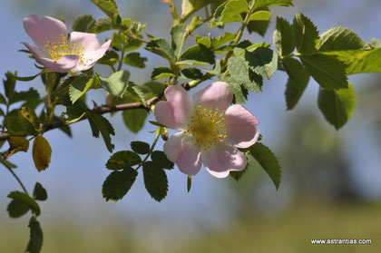 Rosa montana - Berg-Rose - Rosier des montagnes - Rosa montana - Wildrosen - Wildsträucher - Heckensträucher - Artenvielfalt - Ökologie - Biodiversität - Wildrose