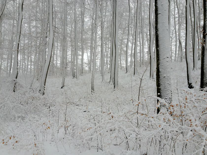 Verschneiter Buchenwald / Schwäb. Alb