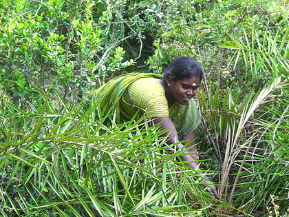 Youg Irular woman looks after herbal medicine in the forest.