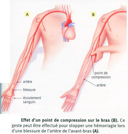 Effets d'une compression au niveau du bras lors d'une hémorragie. Source: SVT, BELIN, 2009, p99.