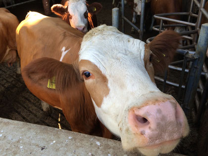 Die Milch macht's! - Kuh in Liegeboxenlaufstall - fair4world