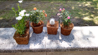 macetas de fibra de coco, macetas, coco, jardinería, macetones, hortalizas, verticales, jardin,