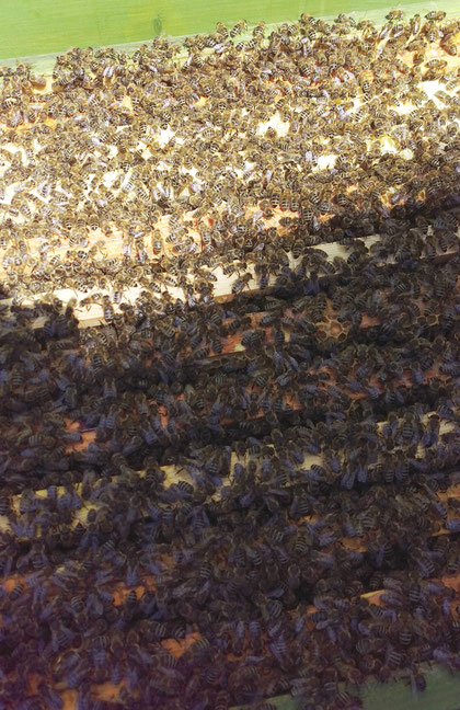 Es löst schon große Glücksgefühle aus, wenn man als Imker den Deckel öffnet und dann eine solche Fülle an Bienen findet. Die Völker sind stark und gesund. Sie gehen gut in die neue Saison.