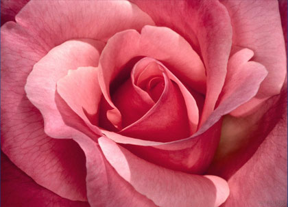 Macro Rosa