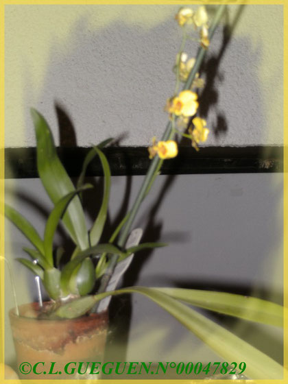 Mon " Kei " Oncidium qui m'a fait le plaisir et m'a donnée de la joie pour fleurir après 4 ans d'attente!!!