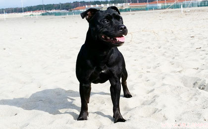 Allevamento staffordshire bull terrier - Cuccioli staffordshire bull terrier