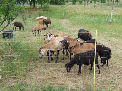 Bei ausreichendem Platzangebot können auch „unruhigere“ Rassen wie das Kamerun-Schaf mit sogen. Schafsnetzen gehütet werden.