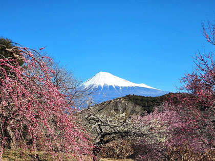 Mt. Fuji viewed beyond the pink and white plum blossoms at Iwamotoyama Park, Fuji City.