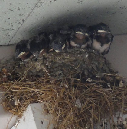 近鉄八木駅つばめの5羽のヒナ