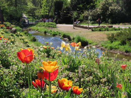 Bunte Tulpenpracht im Frühjahr. Foto: Klaus Kochendörfer