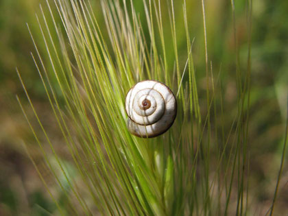 Diese kleine Schnecke ist nicht größer als einen halben Zentimeter. - © Traudi