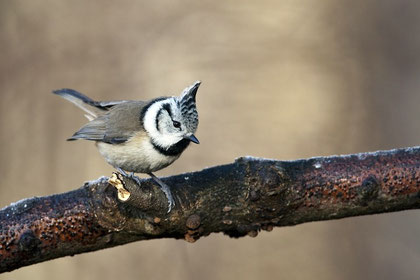 Haubenmeise (Lophophanes cristatus) / Crested Tit