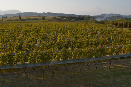 Nakaizu Winery Hills 2012