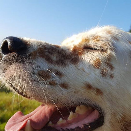 hunde retten rumänien, hund aus tierheim,  hund adoptieren, hunde bulgarien vermittlung