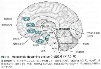 中脳辺縁ドパミン系