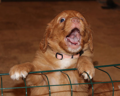 Nova Scotia Duck Tolling Retriever