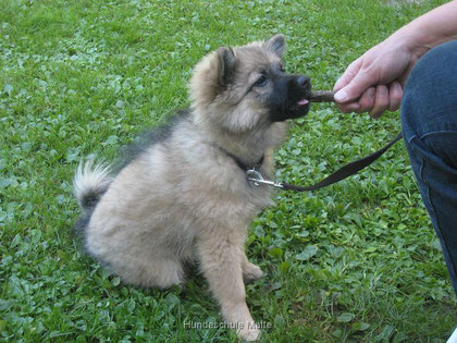 In der Hundeschule Matte werden Welpen im Alter von 10 bis 16 Wochen in Welpengruppen spielerisch auf das Leben vorbereitet.