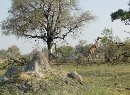 Giraffe changing to the next tree