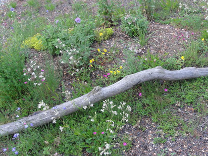 Artenvielfalt auf kleinstem Raum