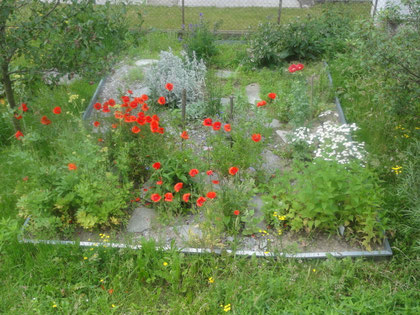 Kräutergarten erfährt ebenfalls eine Änderung und macht Platz der Anuellen
