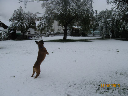 Benny im ersten Schnee