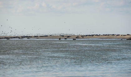 Entre Baie De Somme Et Baie D Authie A Quend Plage Entre Mer Et Foret Gite Labellise 3 Cles Clevacances Et Chambre D Hotes Entre Mer Et Foret Gite Et Chambre D Hotes A