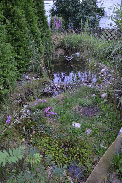 Haltung von Wasserschildkröten - Schildkrötenhilfe Oberfranken