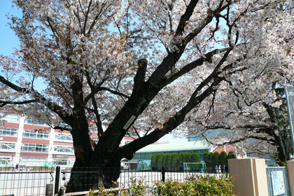 杉並区立馬橋小学校の校門の山桜