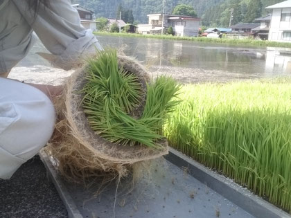 田植えの苗出し