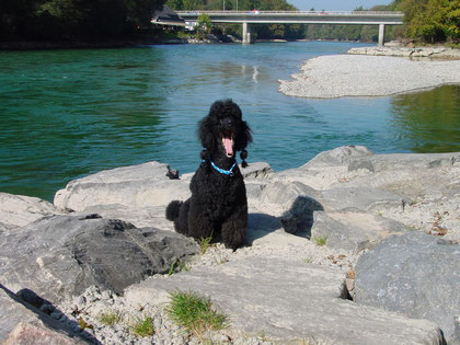 Aareufer bei Rubigen