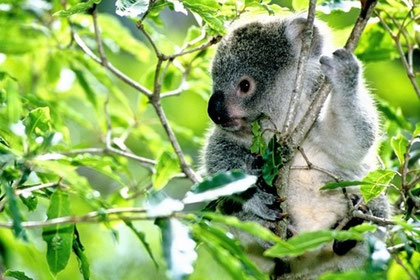 Qui mange de l'eucalyptus ?