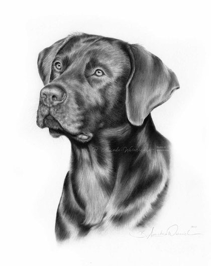 Bleistiftportrait Hund nach Fotovorlage Labrador Retriever