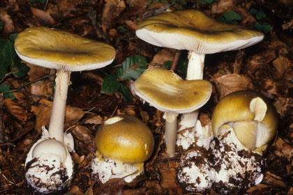 Amanita phalloides Grüner Knollenblätterpilz