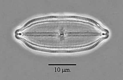 Neidium dubium Lough Neagh NI photo R Carter