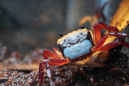 Lepidothelphusa menneri - Borneo Blue Landkrabbe im Palludarium, Rückenpanzer sichtbar