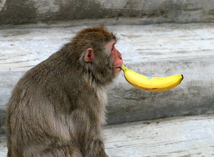 Affe mit Banane