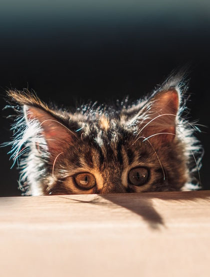 eine total niedliche kleine Katze lugt hinter einer Tischplatte hervor