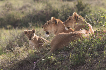 Zwei Löwinnen mit sieben Löwenbabys in der Masai Mara.