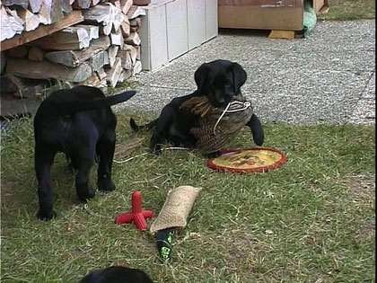 Welpen aus meinem ersten Wurf mit Shari