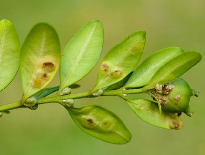 Symptômes - Cylindrocladium buxicola