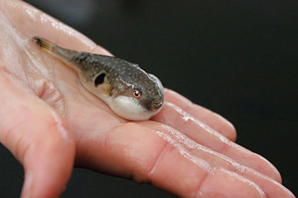 飛騨とらふぐ稚魚