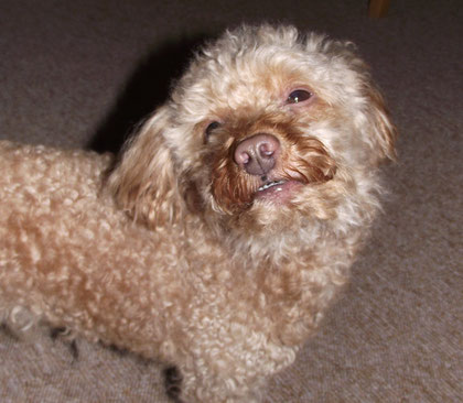 Sammy
