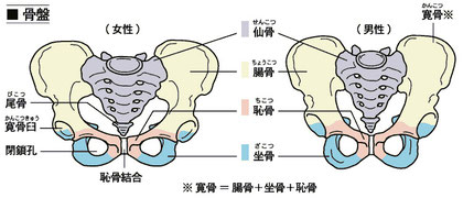 仙腸関節（前から見た図）