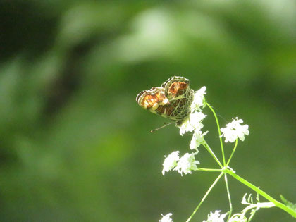 セリ科の草本で吸蜜中のサカハチチョウ（春型）。