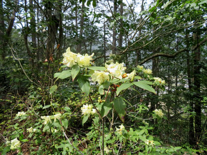 黄緑色の花を咲かせるヒカゲツツジ。