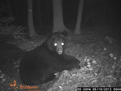 A North American Black Bear (Ursus americanus) in the woods at Distant Hill Gardens.